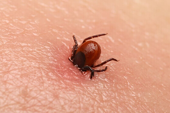 Dedetizadora de carrapatos thunder sp