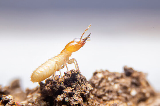 Dedetizadora de cupins thunder sp