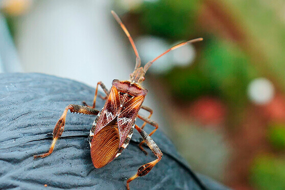 Dedetizadora de percevejos thunder sp